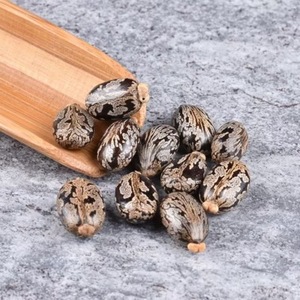 Buy Quality Premium Castor <b>Seeds</b> Thai Origin Raw Natural 2 Year Shelf Life Food Grade Custom Brand Cool Dry <b>Storage</b> Immediate - Product Image 2