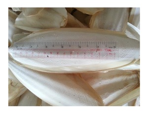 Para alimentación de aves, nutritivo, recortado, Color blanco, alto hueso de sepia, hueso de sepia lavado seco de Vietnam - Product Image 2