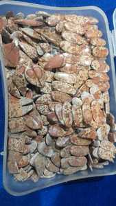 Cabochons en rubis sur mesure avec effet œil de chat, remplissage de fractures, tailles assorties pour la fabrication de pendentifs, designers de bijoux - Product Image 2