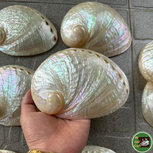 Decoración con Conchas Naturales, Material de Conchas Marinas para Decoración del Hogar, Souvenirs y Producción de Artesanías de Vietnam - Product Image 5