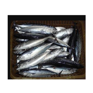 Pescado de Mar Premium, Atún Skipjack Entero Congelado - Product Image 3