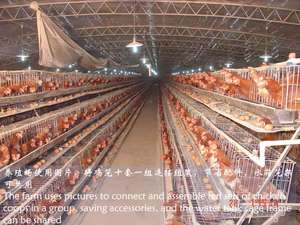 Jaula para Gallinas de Acero, Tipo 4, 128 Aves, con 1 Año de Garantía - Product Image 5