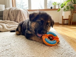 Ledu Toys Squeaky Brush <b>Ring</b> – Durable <b>Rubber</b> Dog <b>Ring</b> Toy with Bristles and Squeaker - Product Image 2