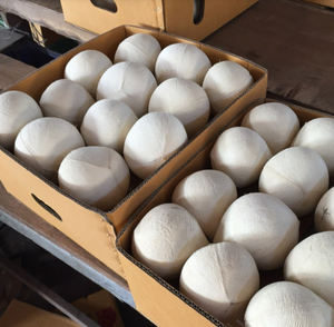 Coco Entero Pulido de Vietnam - Color Natural, Calidad Alimentaria - Product Image 3