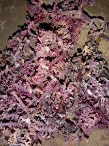 ALGUES DE COTON FRAIS ET DURABLES-RÉCOLTEES DIRECTEMENT AU VIETNAM, PARFAIT POUR LES BESOINS DE VOTRE ENTREPRISE - Product Image 2