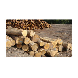 Troncos de pino al por mayor con un diámetro entre 15 y 40 cm, optimizados para la producción de madera y aplicaciones de construcción general. - Product Image 4