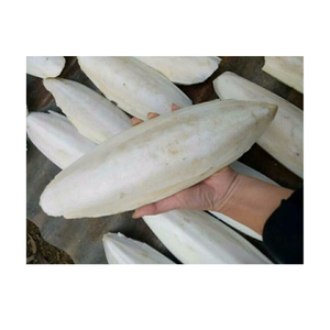 กระดูกปลาหมึกธรรมชาติสำหรับนกแก้ว ตัดแต่งจะงอยปาก บำรุงแคลเซียม บล็อกเคี้ยว ผลิตภัณฑ์จากสัตว์ทะเล ของเวียดนาม ส่งออก - Product Image 4