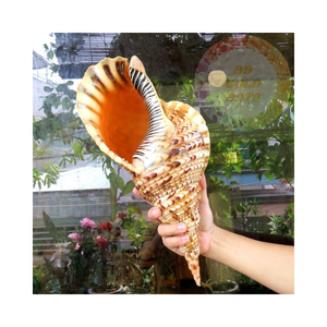 Coquilles d'escargots trompette de qualité aquarium | Idéal pour les habitats aquatiques et la décoration d'aquarium - Product Image 5