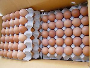 Œufs bruns décortiqués frais de ferme indiens de haute qualité, marque mondiale Radiance, certifiés Halal ISO9001/HACCP, riches en nutriments, à vendre - Product Image 4