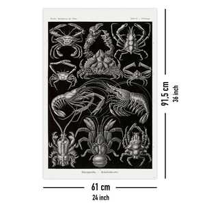 Affiche murale Haeckel Art Forms in Nature-Decapods, plaque décorative en papier, 86 cm - Product Image 5