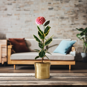 Jardinière en laiton d'inspiration vintage traditionnelle plantes d'intérieur rondes élégantes pour la décoration de jardin à la maison et la conception élégante de salon - Product Image 3