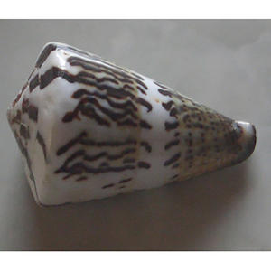 Conus monnile SEASHELL JEWELRY Conidae Conus Shell Motivo Tamaño mixto 7-8cm Técnica pulida - Product Image 1