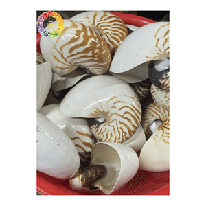 Concha de caracol, conchas marinas pulidas naturales, suministro a granel para proyectos creativos de bricolaje y obras de arte - Product Image 4