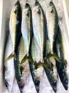 โทรอนโตปลาทูแช่แข็งแอตแลนติกผู้จัดจำหน่ายปลาสด - Product Image 3