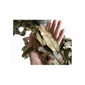 ใบทุเรียนเทศแห้งจากธรรมชาติร้อยละ100สำหรับชาสมุนไพรมีสารต้านอนุมูลอิสระสูงรองรับการควบคุมน้ำตาลในเลือด - Product Image 4