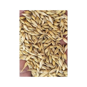 Grains d'orge en gros, approvisionnement en vrac disponible au prix direct usine - Product Image 5