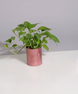 Maceta de jardín de forma redonda de la mejor venta en cobre con acabado de color rosa para exhibición de flores en interiores y exteriores al mejor precio - Product Image 4