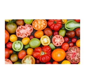 Tomates fraîches à vendre à bas prix Vente en gros approvisionnement en gros directement de légumes mûrs et juteux de haute qualité de la ferme - Product Image 3