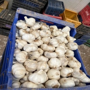 Ajo Congelado GMO de Primera Calidad, Vegetales Mixtos a Granel de Tailandia, Mejor Precio de Ajo Fresco Congelado IQF de Alta Calidad - Product Image 4