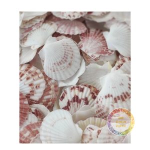 Conchas vieiras naturales para joyería hecha a mano, artesanías de resina y decoración costera a granel al por mayor 2025 de Vietnam - Product Image 3