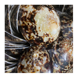 Coquilles de patelle Poli Naturel Shell Ornement Décoratif pour Bijoux DIY ou Artisanat En Vrac En Gros - Product Image 1
