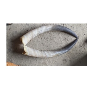 Corne de buffle en paire, taille personnalisée, meilleure qualité, corne de buffle en paire, fabriquée à la main avec polissage pour une utilisation en décoration murale - Product Image 5