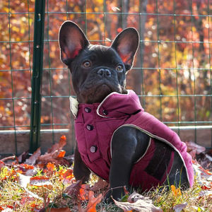 Clothes Pet Hair Free Winter Dog Jacket Vest 2025 Wholesale Custom Multi Color Comfortable Cloth Pet Clothes Dog <b>Hoodie</b> - Product Image 5