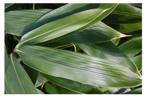 Qualité en gros de feuilles de bambou du fournisseur VietNam avec le prix concurrentiel sur le marché - Product Image 4