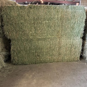 Fourniture de foin de luzerne en vrac pour le foin de luzerne à haute teneur en fibres récolté frais et séché à la lumière naturelle du soleil - Product Image 2