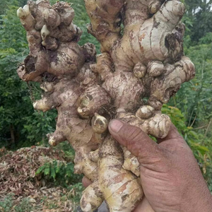 ขิงสดคุณภาพพรีเมี่ยมจากเวียดนามราคาขายส่งสำหรับการส่งออกทั่วโลก - Product Image 1