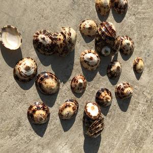 Viet Choice Vietnam Fabricante 100% Natural Lapa Shell Pulido Técnica Precio competitivo Personalizable al por mayor - Product Image 5