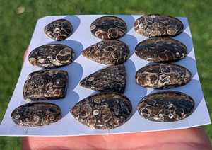 พลอยเทอร์ริเทลล่าอาเกตสีน้ำตาล เกรด AA+ สำหรับงานฝีมือเครื่องประดับ สะสมพลังงานจากธรรมชาติ ลวดลายหายากที่ได้รับการรับรอง - Product Image 5