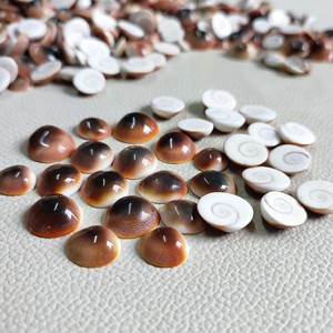 Decorative Bulk Quantity <b>Supply</b> Shiva Eye Shell Gomti Chakra Pacific Ocean Cats Eye Shells - Product Image 2