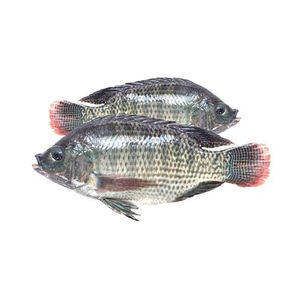 ปลานิลแช่แข็งจำนวนมากจับได้สดแช่แข็งลึกและพร้อมสำหรับร้านอาหารซูเปอร์มาร์เก็ตและผู้จัดจำหน่าย - Product Image 5