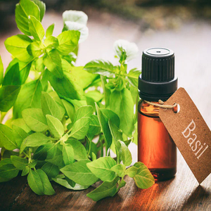 100% huile essentielle d'extrait de plante de Tulsi naturel pur huile de basilic doux à la vente directe des fabricants de quantité en vrac pour les acheteurs en vrac - Product Image 1