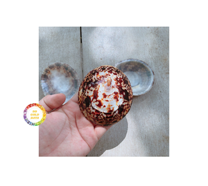 Lippet shell artisanat bijoux écologique fait à la main décoratif naturel en vrac en gros Vietnam Limpet shell fournisseur - Product Image 2