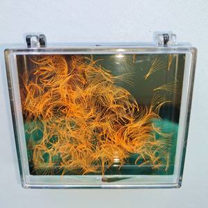 Extensiones de pestañas de ventilador de visón falso 5D de alta calidad, bandejas de pestañas con logotipo personalizado, longitud mixta de 0,03-0,20mm, fabricadas en Vietnam - Product Image 4