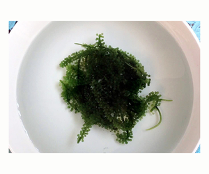 LA MEJOR OPCIÓN-UVA DE MAR FRESCA/CAVIAR VERDE/ALGAS DESHIDRATADAS DE VIETNAM DE ALTA CALIDAD DELICIOSO 100% NATURAL - Product Image 6