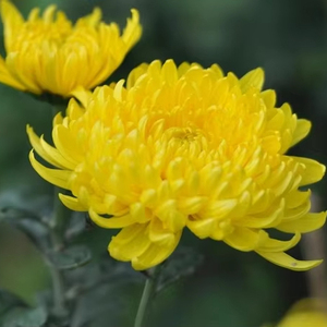 Premium Vietnamese Dried Chrysanthemum <b>Flowers</b> - Natural Floral Tea Ingredient - Product Image 1