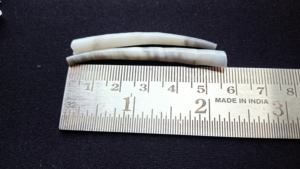 Conchas de dentalium naturales, teñidas, 2 a 2,5 pulgadas, suministros de joyería tribal, cuentas artesanales, Exportación de conchas a granel - Product Image 4