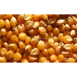 Kurutulmuş sarı mısır hayvan yemi ekolojik ürün kazakistan en iyi kalite üretici kurutulmuş mısır