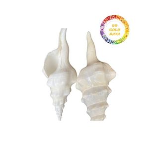 เปลือกหอยผลิตภัณฑ์ตกแต่งจากธรรมชาติ99โกลด์ดาต้า - Product Image 4