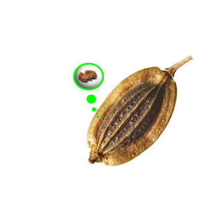 Semillas de hinojo |   Ingrediente Herbal de Grado Alimenticio A1, Vida Útil de 3 Años, Kohenoor International para Uso Industrial - Product Image 1