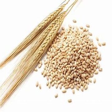 Premium Organic Barley Grains Dried Style for Food Industry and Animal Feed at Farm Prices