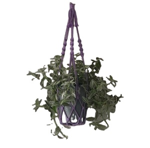 Without Tail Plant Pot Holder, Simple Minimalist <b>Boho</b> Decor Customized Macrame Plant Hanger for <b>Wall</b> and Window Decoration - Product Image 1