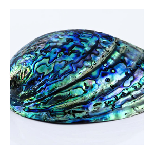 <b>Abalone</b> <b>Shells</b> For Stylish Bohemian Room Accents <b>Abalone</b> <b>Shells</b> Great For Natural Home Interiors - Product Image 3