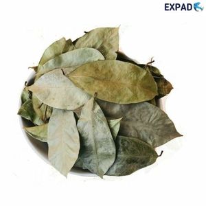 Hojas secas de Annona Muricata, un producto de protección de la salud, precio barato de VIETNAM - Product Image 3