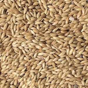 Graines de canari bio de qualité supérieure, très vendues, améliorant la couleur, mélange équilibré pour volière, grain sain pour l'utilisation du bétail - Product Image 3