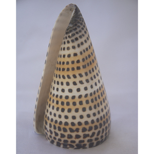 Conus litteratus SEASHELL BIJOUX Conidae Conus Shell Motif Poli Noir et Blanc Taille 8-10cm - Product Image 2
