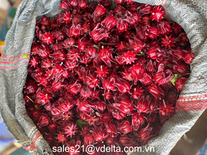 ดอกชบาสีแดงเข้มกลีบกลีบเลี้ยงจากเวียดนาม-ส่งตรงจากมิสลิมา - Product Image 4